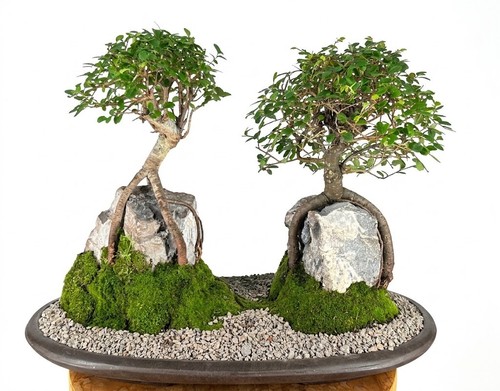 Chinese elm bonsai tree - tree, live