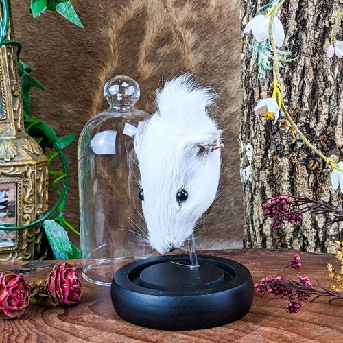 Rat head glass - glass, dome