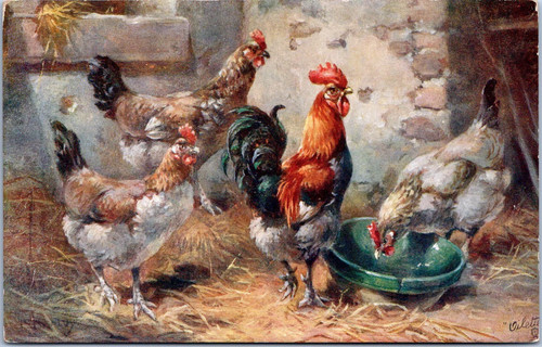 Chickens rooster ducks - chickens,