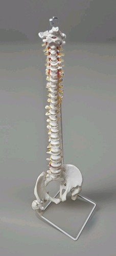 Medical anatomical life size - ,