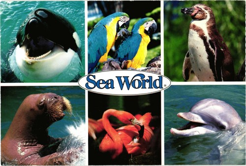 Seaworld san diego california - seaworld,