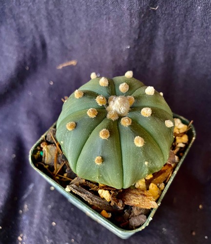 Astrophytum asterias nudum - astrophytum, v.