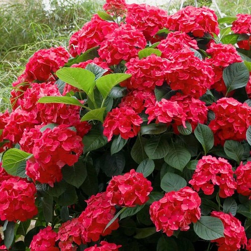 Gal red beauty hydrangea - red,
