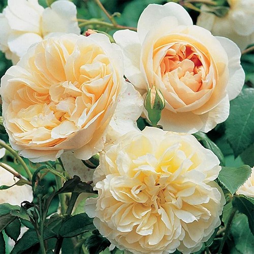 Fragrant apricot yellow - fragrant , apricot/yellow