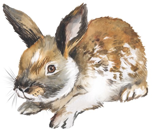 Brown white rabbit - brown, bunny