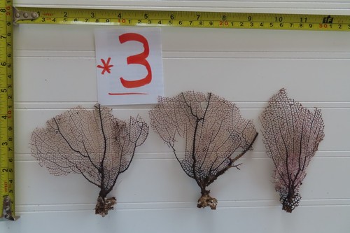 Natural sea fan - natural,