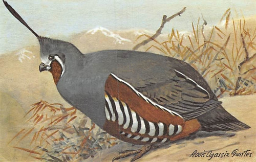 Postcard mountain quail - mountain,