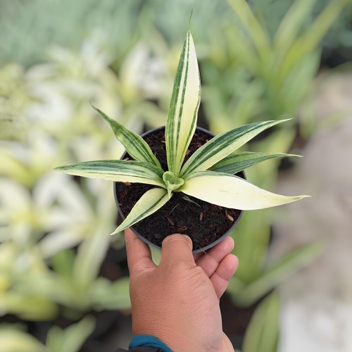 Sansevieria beauty sensation - beauty,