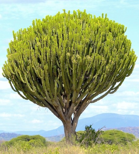 Euphorbia ingens candelabrum