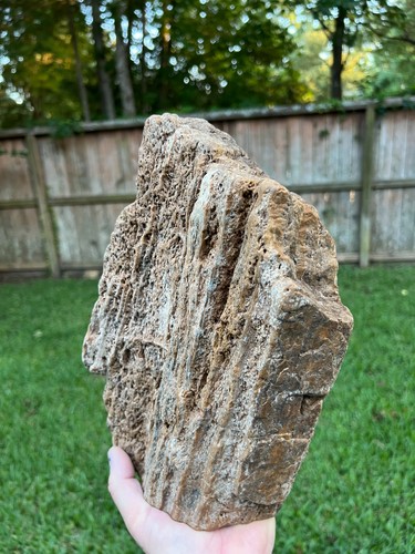 Texas petrified fossil wood - petrified,