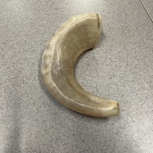 Ram horn small shofar - -, 7