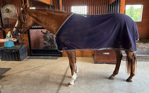 The clothes horse custom navy - horse,