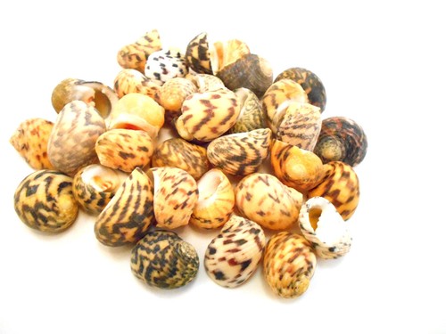 Beautiful small nerita - 50,