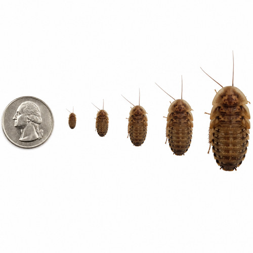 Dubia roaches small - roaches, medium