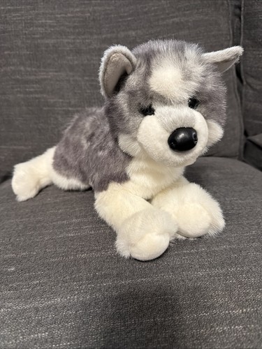 Douglas sasha siberian husky - douglas,