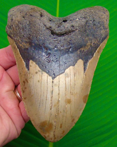 Megalodon shark tooth 78 - shark, 5.78"