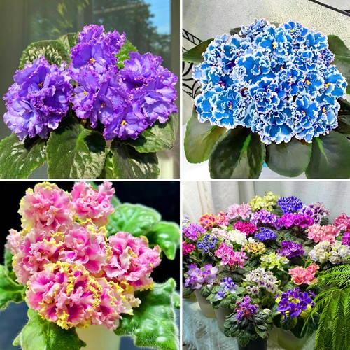 Mixrug african violet seeds - mixrug,