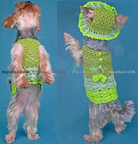 Dog hat dress - , outfit