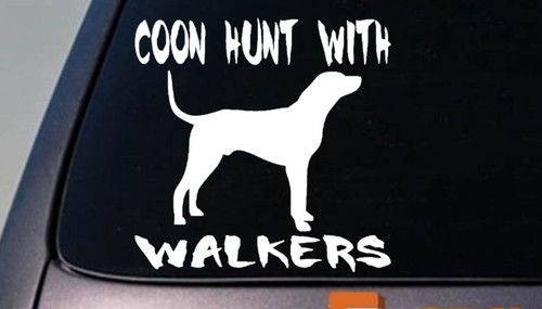 Coon hunt with walkers - coon,