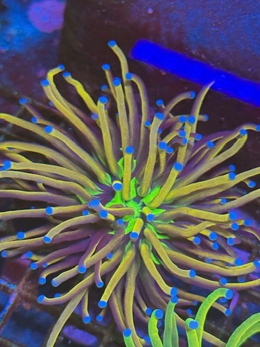 Coral beauties aquatics tiger - beauties,