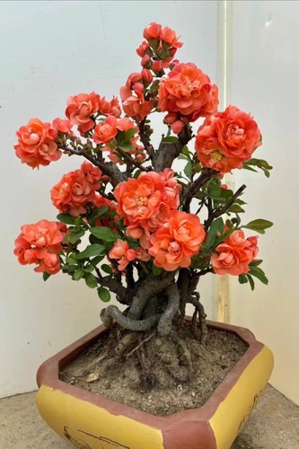 Japanese flowering quince - flowering,