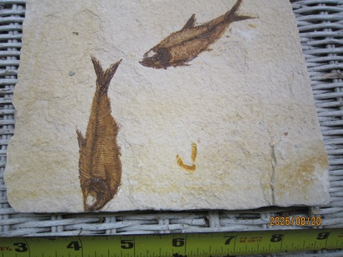 Two fossil fish - fossil, diplomystus