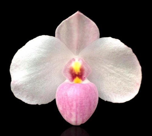 Paph fantastic circle x ice - x,
