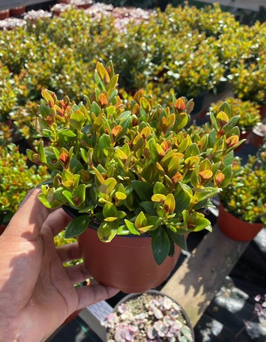 Goldfish plant blooms - goldfish,