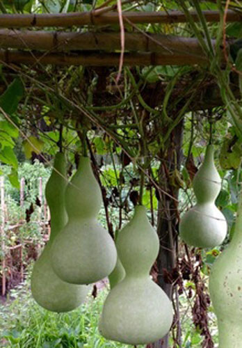 Bottle gourd seeds - gourd,