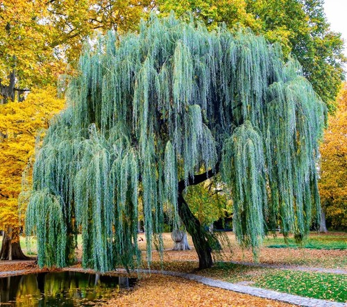 Weeping willow tree cuttings - weeping,