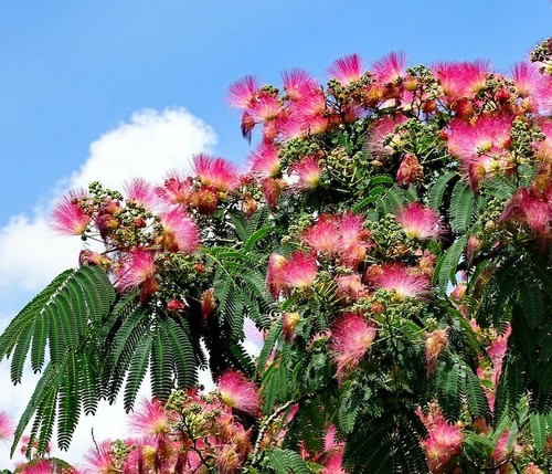 Pink mimosa fresh - pink,