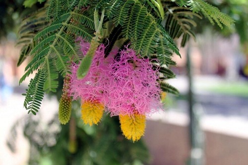Dichrostachys cinerea - dichrostachys,