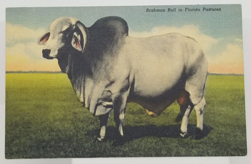 Florida brahman bull - brahman,