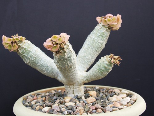 Euphorbia ankarensis exotic - euphorbia,