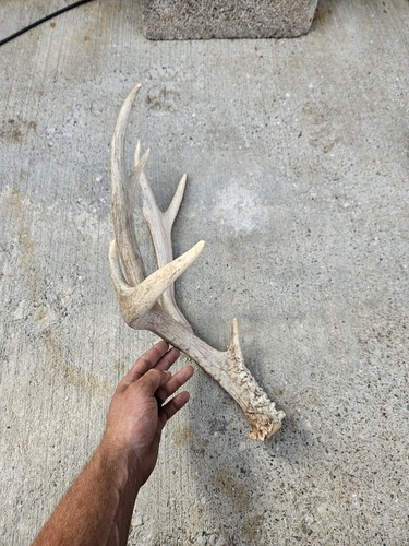 Mule deer sheds - mule,