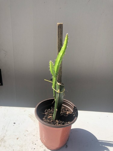 Rooted sprouted red - rooted, dragon