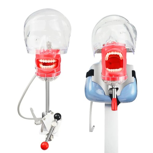 Dental simulator manikin - simulator,