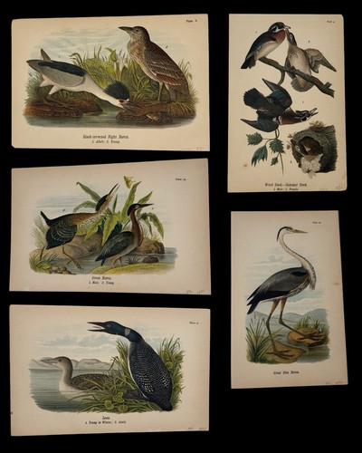 Vintage bird lithograph - vintage,