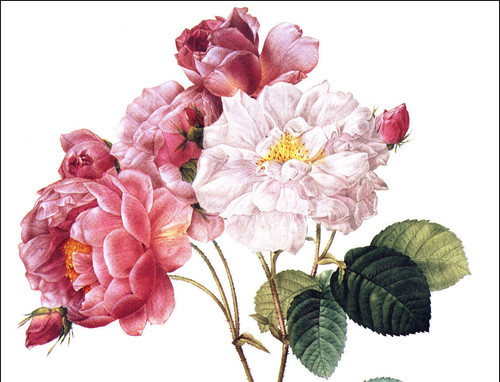 1990 vintage print rose flower - 1990,
