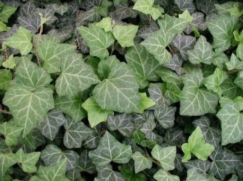 Baltic ivy sub zero - 20,