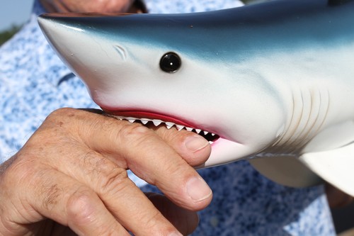 Amazing great white - amazing, 18"