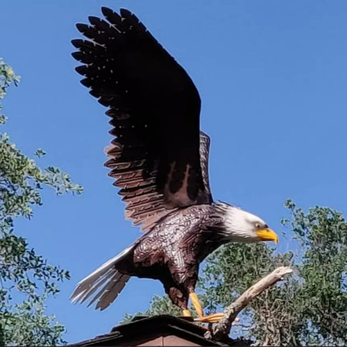 American bald eagle - american,