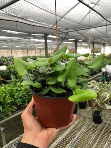 Heart fern pack - fern,