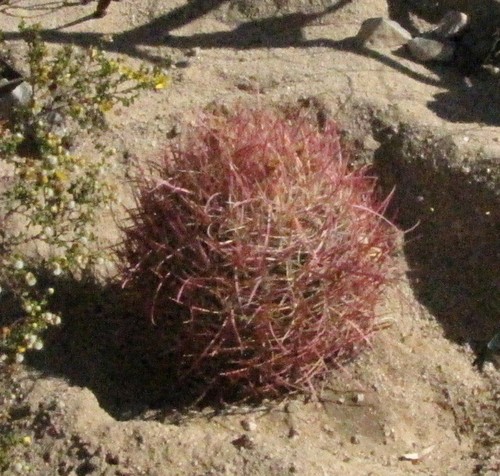 Cotton ball red barrel cactus - red,