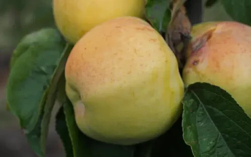 Antonovka apple seeds for - antonovka,