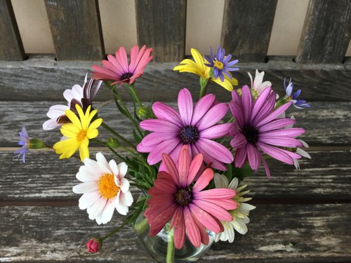 African daisy mix 150 - mix,