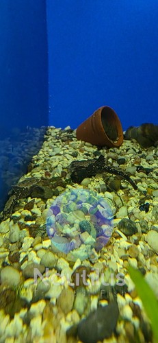 Banjo catfish b - 1,
