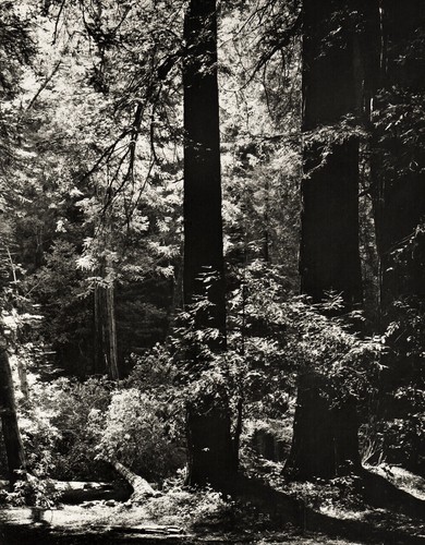 1960 vintage redwood tree - vintage, big
