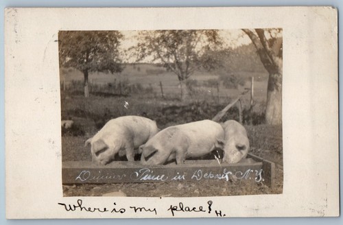 1906 hog pig - trough, farm