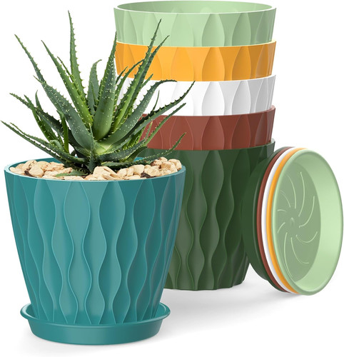 Inch plant pots - plant, 6